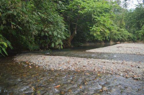 Hostal Bukit Lawang Landak River Guest House