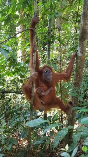 Hostal Bukit Lawang Landak River Guest House