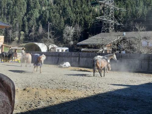 Bed & Breakfast Margit's Ranch Urlaub Am Pferdehof
