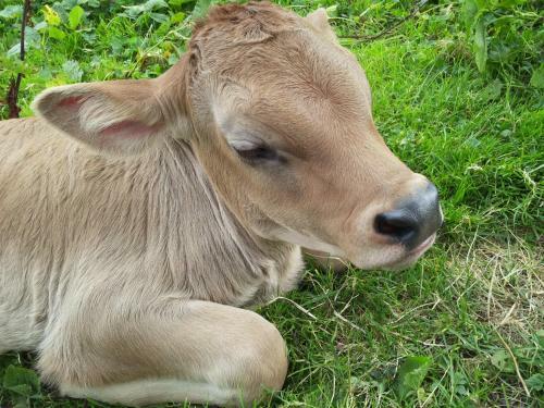 Agroturismo G�stehaus Zoller Selbstversorger Unterkunft