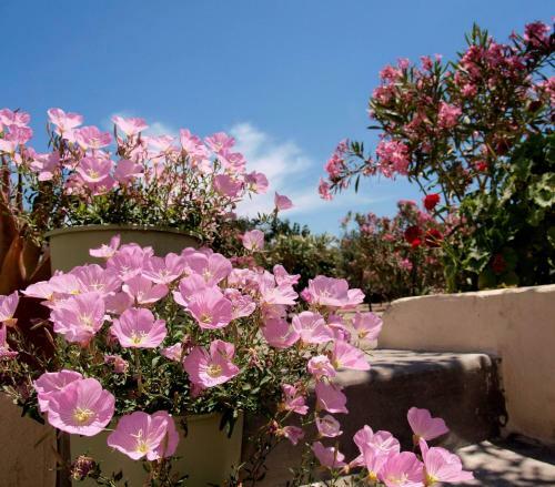 Flower And Crafts - Eco Farm House