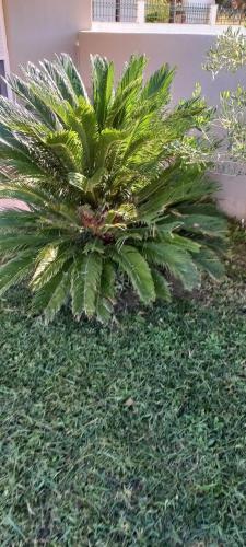 Palm Garden Apartment