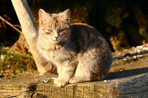 Apartamento Bio Bauernhof - Mini Shetland Ponyhof "almbauer"