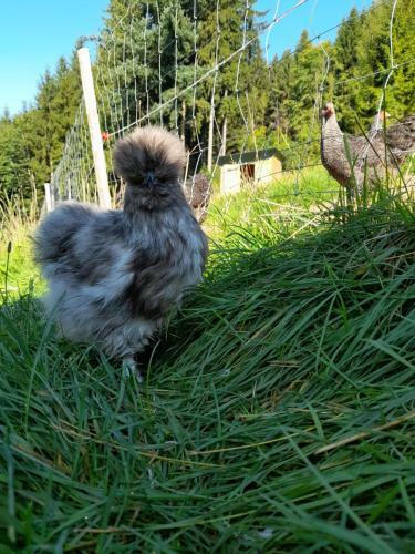 Apartamento Bio Bauernhof - Mini Shetland Ponyhof "almbauer"