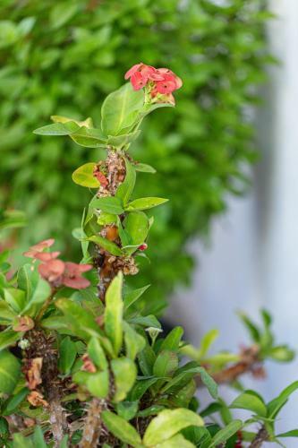 Cactopia Apartments - Euphorbia Milii Apartment