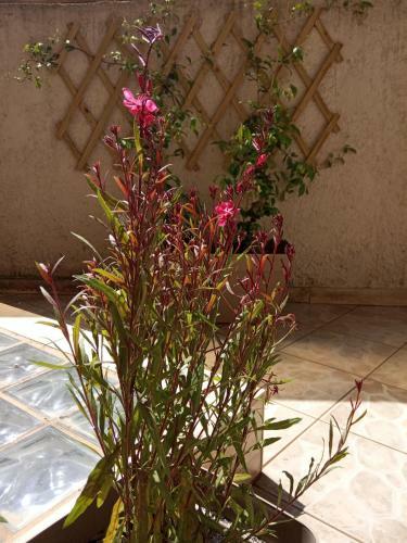 Apartamento City Center Garden House