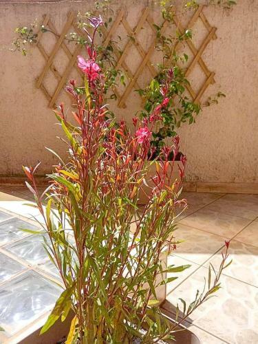 Apartamento City Center Garden House