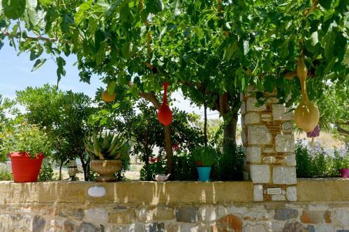 Apartment In Olive Grove