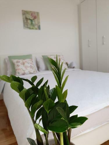 Apartman Centar