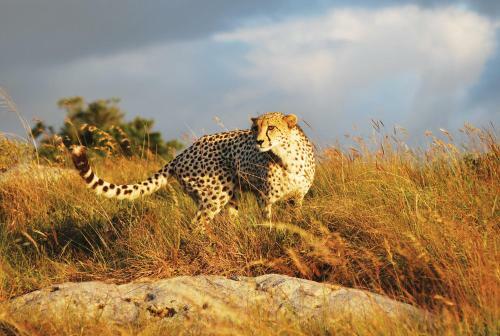 Lalibela Game Reserve Tree Tops Safari Lodge