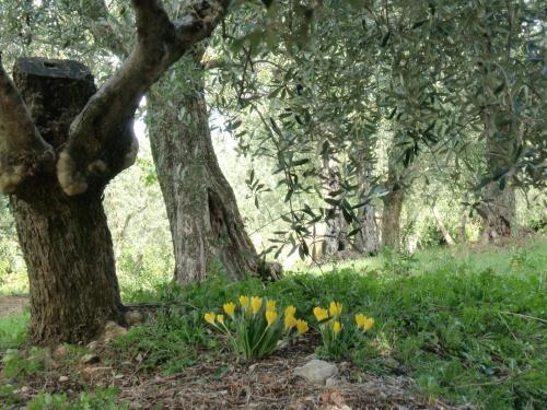 Apartamento Il Palagetto