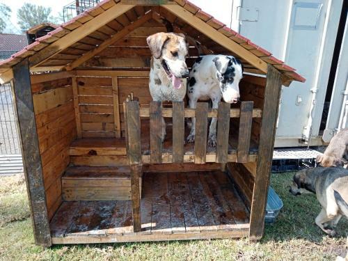 Hostal Hotel Para Perros Dog Season S