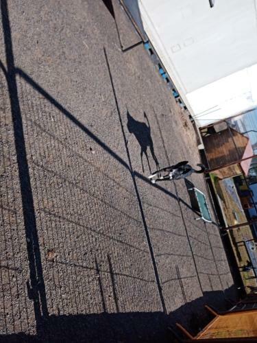 Hostal Hotel Para Perros Dog Season S
