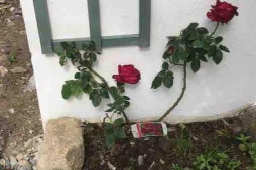 Apartamento An Both�n-cosy Cottage In The Cooley Mountains