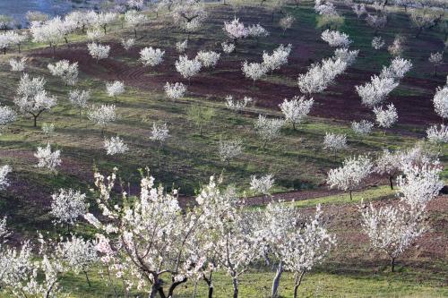 Cortijo Los Nopales