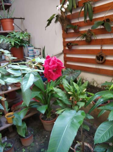 Bed & Breakfast Alojamiento Familiar Orquide@s
