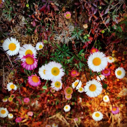 Hilltop Retreat Mukteshwar Homestay