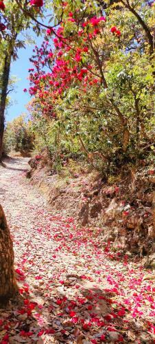 Hilltop Retreat Mukteshwar Homestay