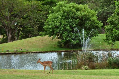 Kruger Park Lodge Unit No. 243