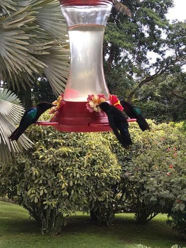 Apartamento La Terre Des �lets Martinique