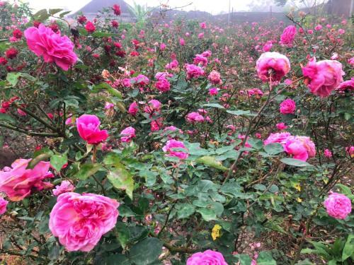 Agroturismo Sapa Natural Forest Farmstay