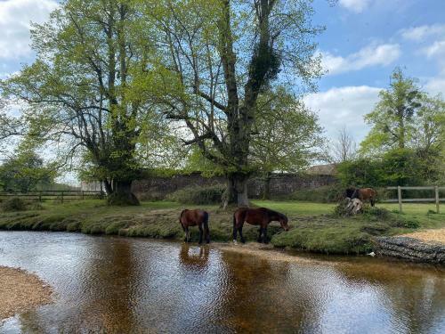 Central Location To New Forest & South Coast.