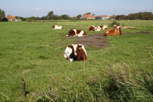 Apartamento Terschelling Natuurlijk