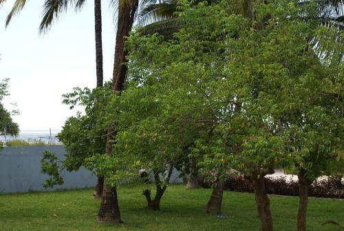 Bed & Breakfast Pwani Beach Hotel & Apartments