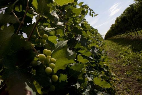 Agroturismo Dimora Del Bugiardo