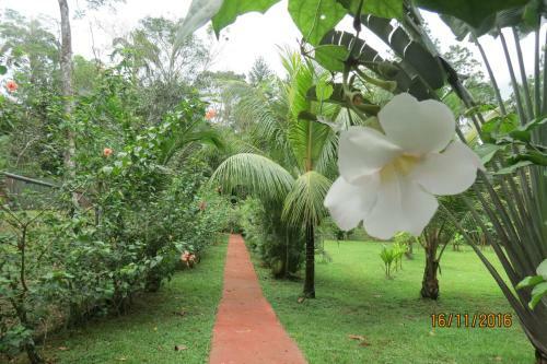 Bed & Breakfast Monkey Lodge Panama