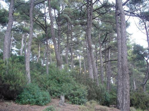 Apartamento Despina Studios Kastanies Raxes Ikaria # 10