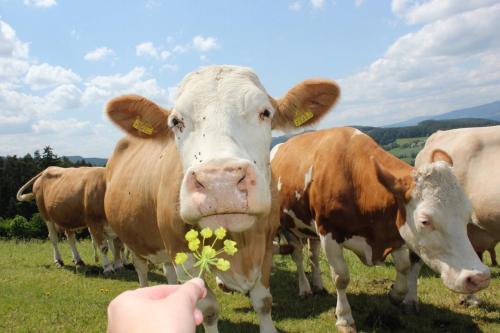 Agroturismo Wachahof