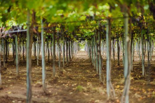 Hotel Domeniile Panciu Winery & Resort