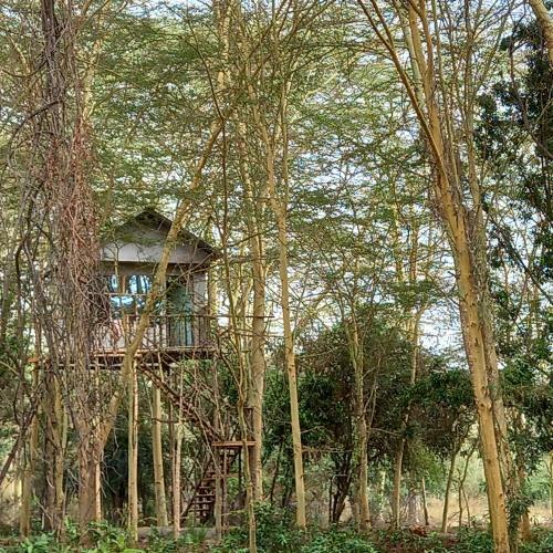 Elementaita Treehouse Camp