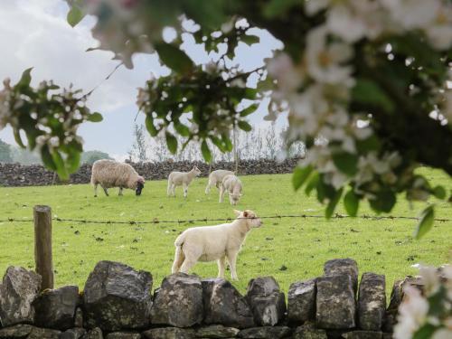 New Elm Tree Farm