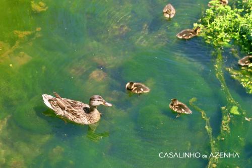 Bed & Breakfast Suite Strelitzia - Quinta Casalinho Da Azenha