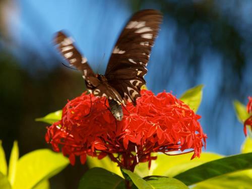Hotel Kipara Tropical Rainforest Retreat