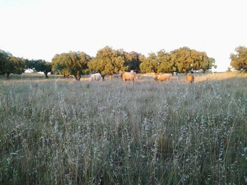 Apartamento Couto Do Ca�ador / Hunter's Cottage