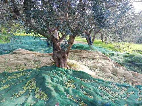 Rustico In Campagna A Due Passi Dal Mare - Scopello