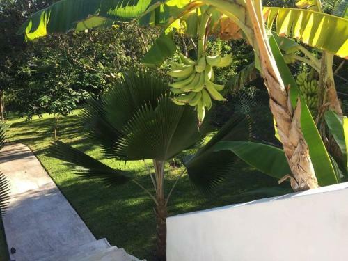 Casa Boox Jaguar