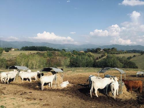 Agroturismo Agriturismo La Colombaia