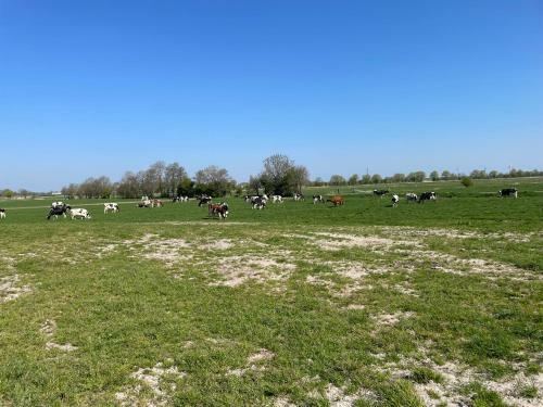 Schlafen Neben Den Kleinen K�lbchen Im K�lberiglu