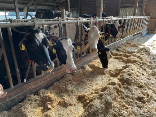 Schlafen Neben Den Kleinen K�lbchen Im K�lberiglu
