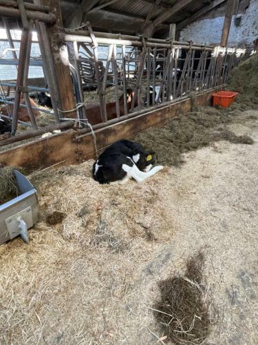 Schlafen Neben Den Kleinen K�lbchen Im K�lberiglu