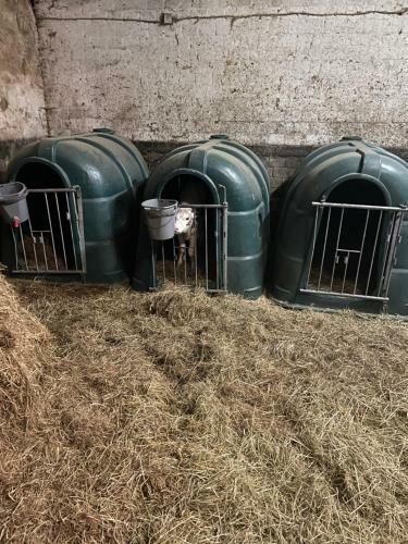 Schlafen Neben Den Kleinen K�lbchen Im K�lberiglu