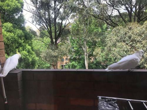 Macquarie Treetops - Peaceful Sydney 2br Apartment
