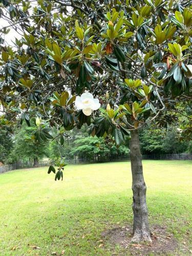 Luxurious Hidden Oasis 4bd Near Downtown Albany, Ga