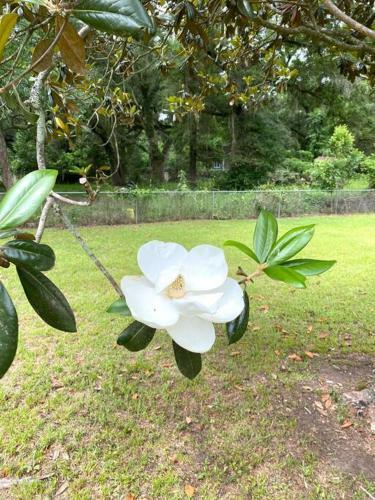 Luxurious Hidden Oasis 4bd Near Downtown Albany, Ga