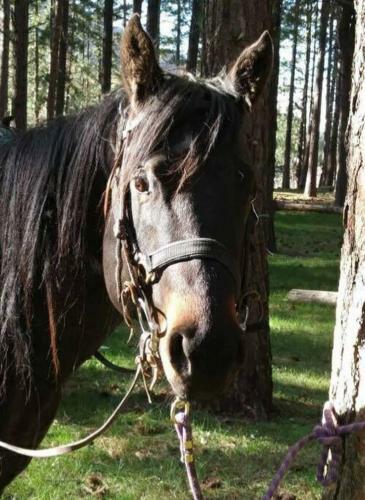 (quarter Horse Hideout ) One Of Two Units