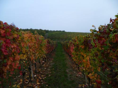 Domus Langhe B&B
